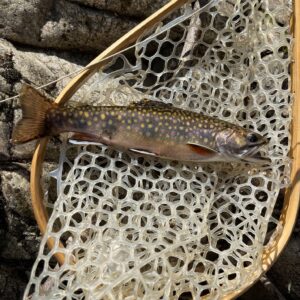 pedlar_brookie
